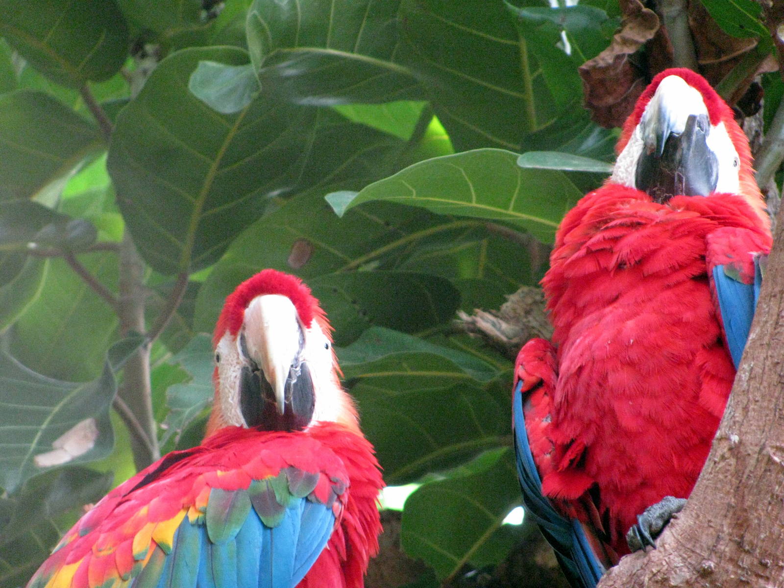 Tropical Rainforest-Scarlet Macaws