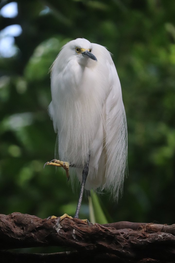 Tropical Rainforest - Snowy Egret