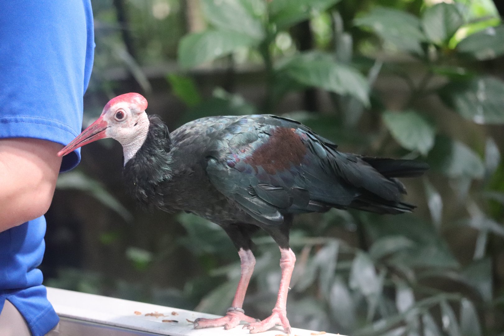 Tropical Rainforest - Southern Bald Ibis