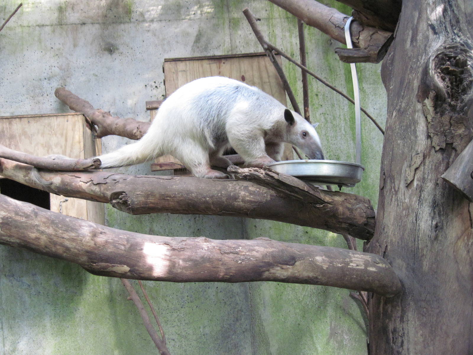 Tropical Rainforest-Southern Tamandua