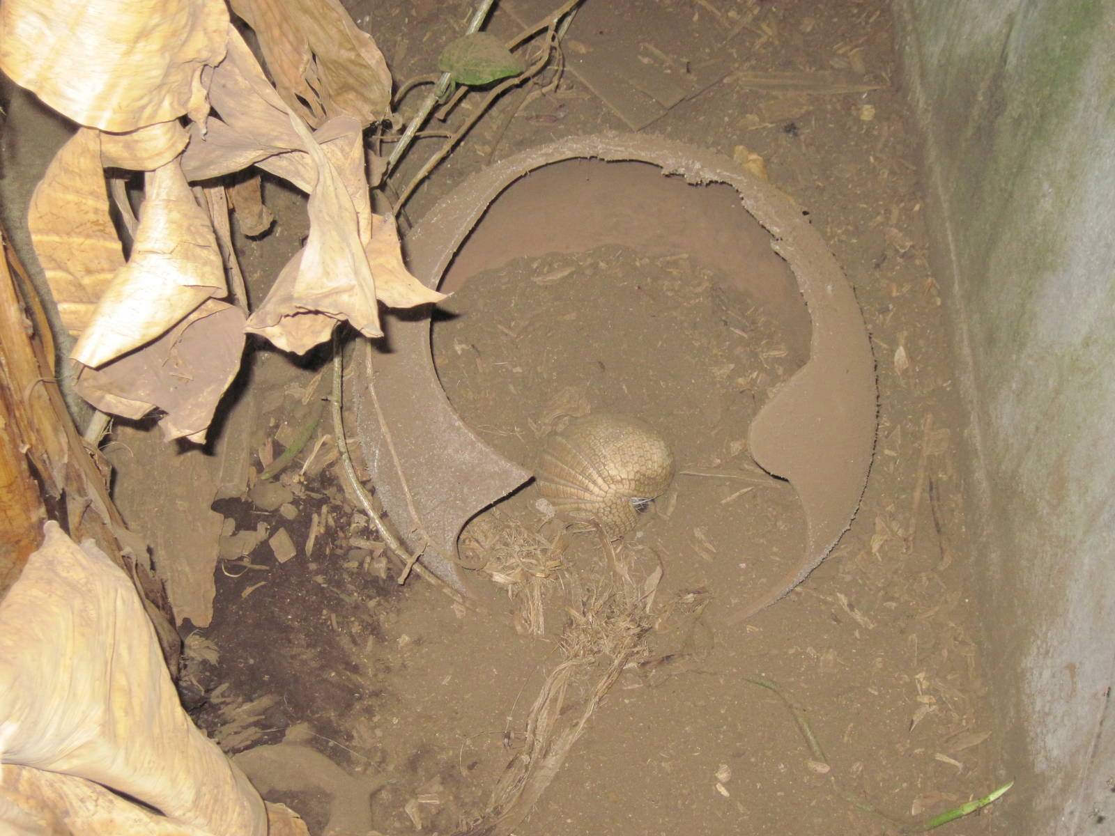 Tropical Rainforest-Southern Three Banded Armadillo