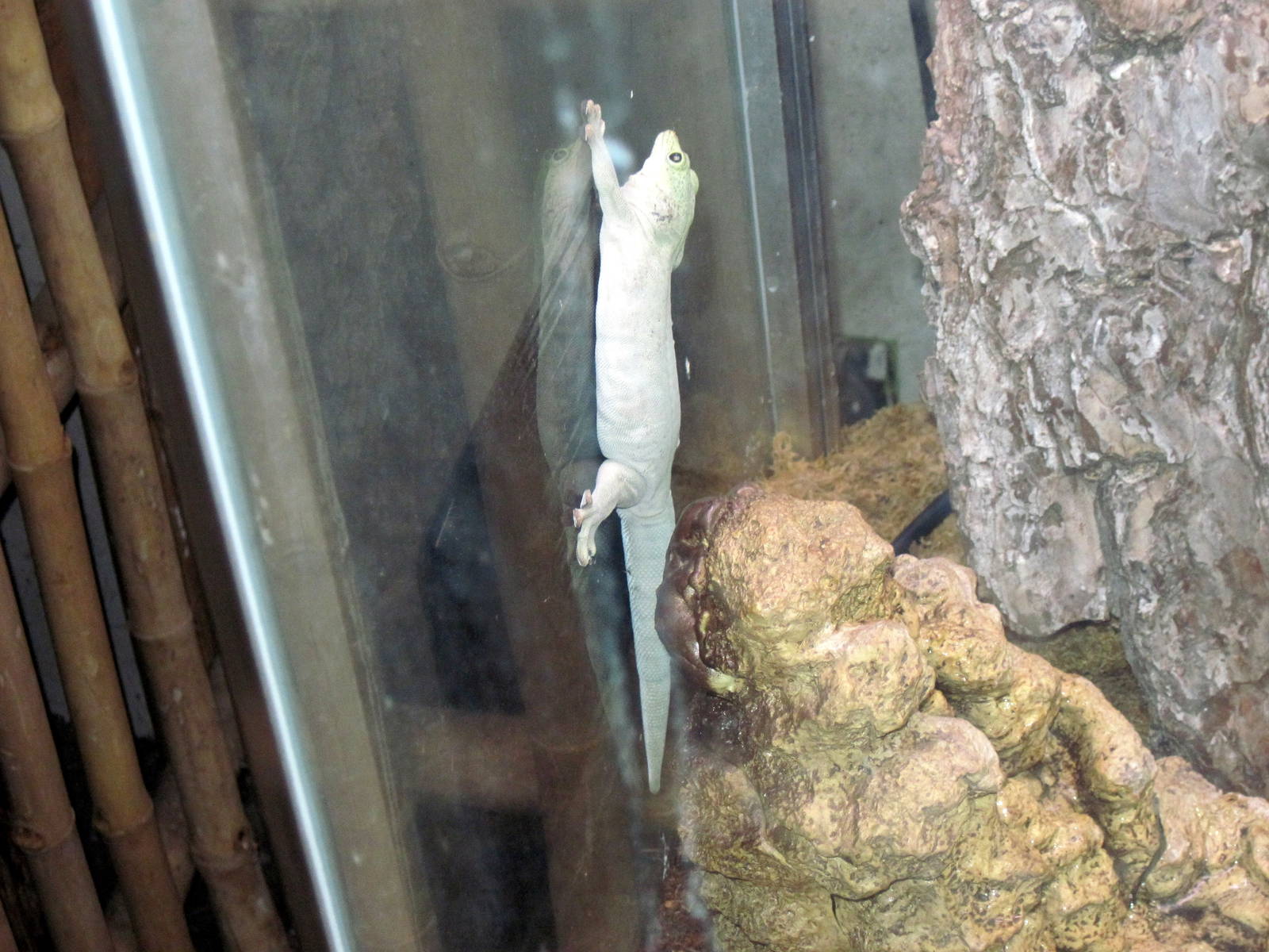 Tropical Rainforest-Standing's Day Gecko