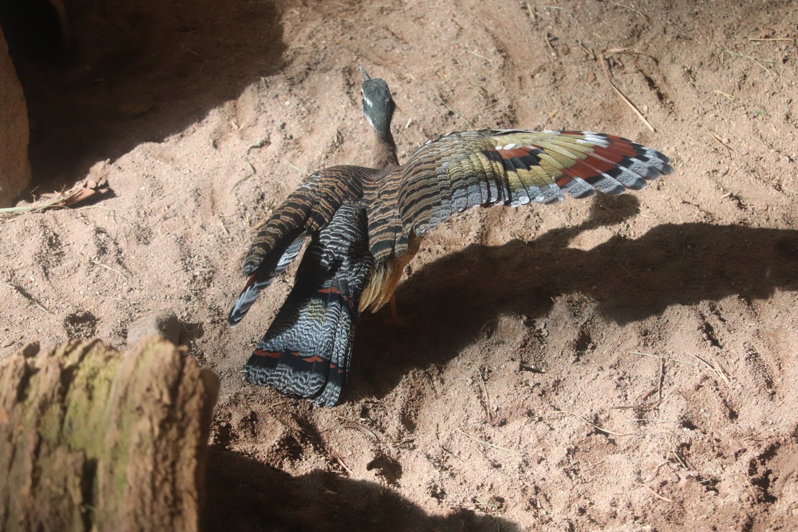 Tropical Rainforest - Sunbittern