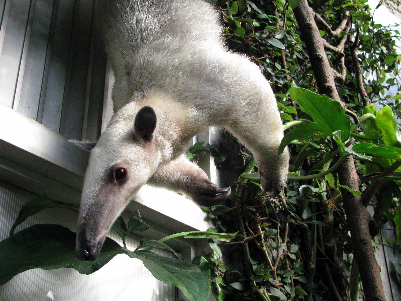 Tropical Rainforest-Tamandua