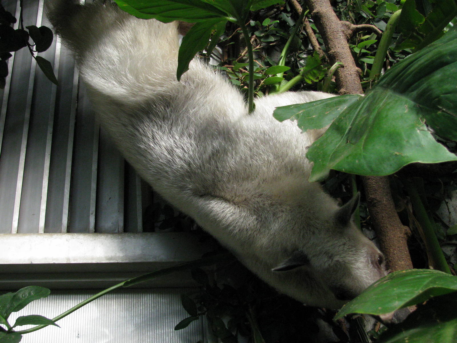 Tropical Rainforest-Tamandua