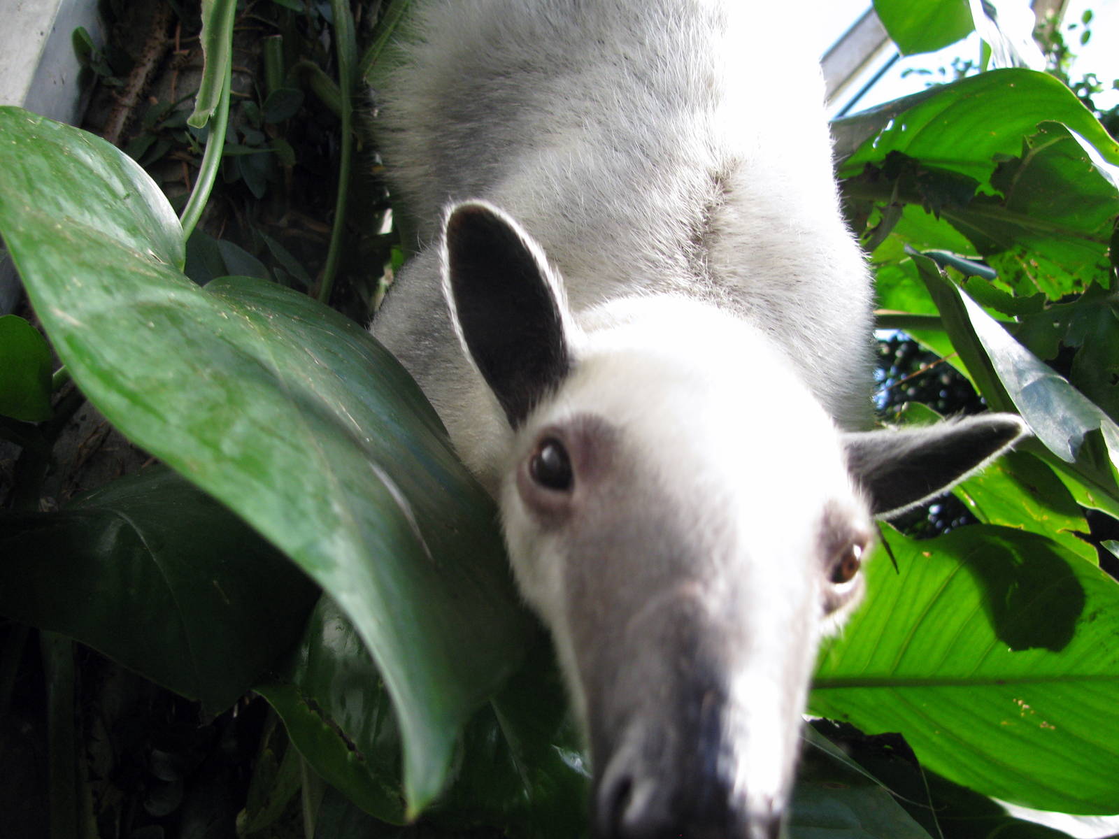 Tropical Rainforest-Tamandua
