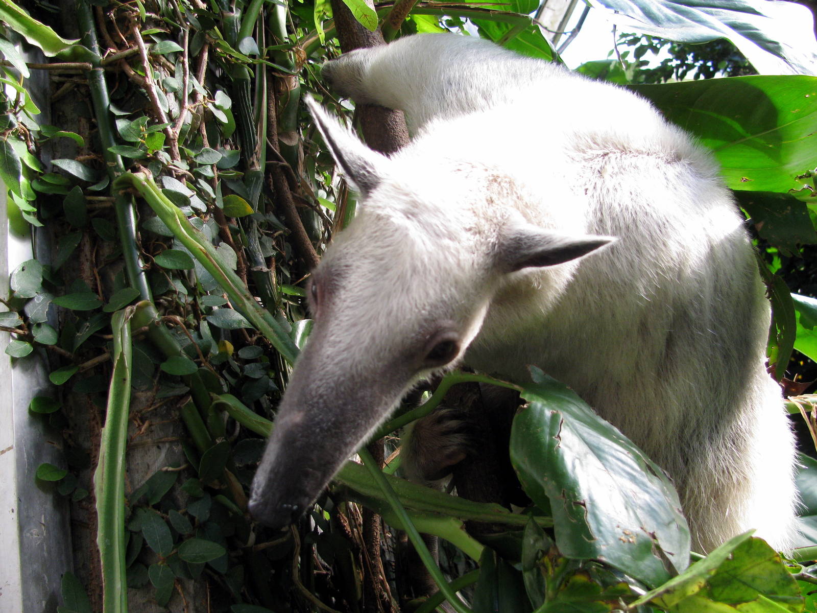 Tropical Rainforest-Tamandua