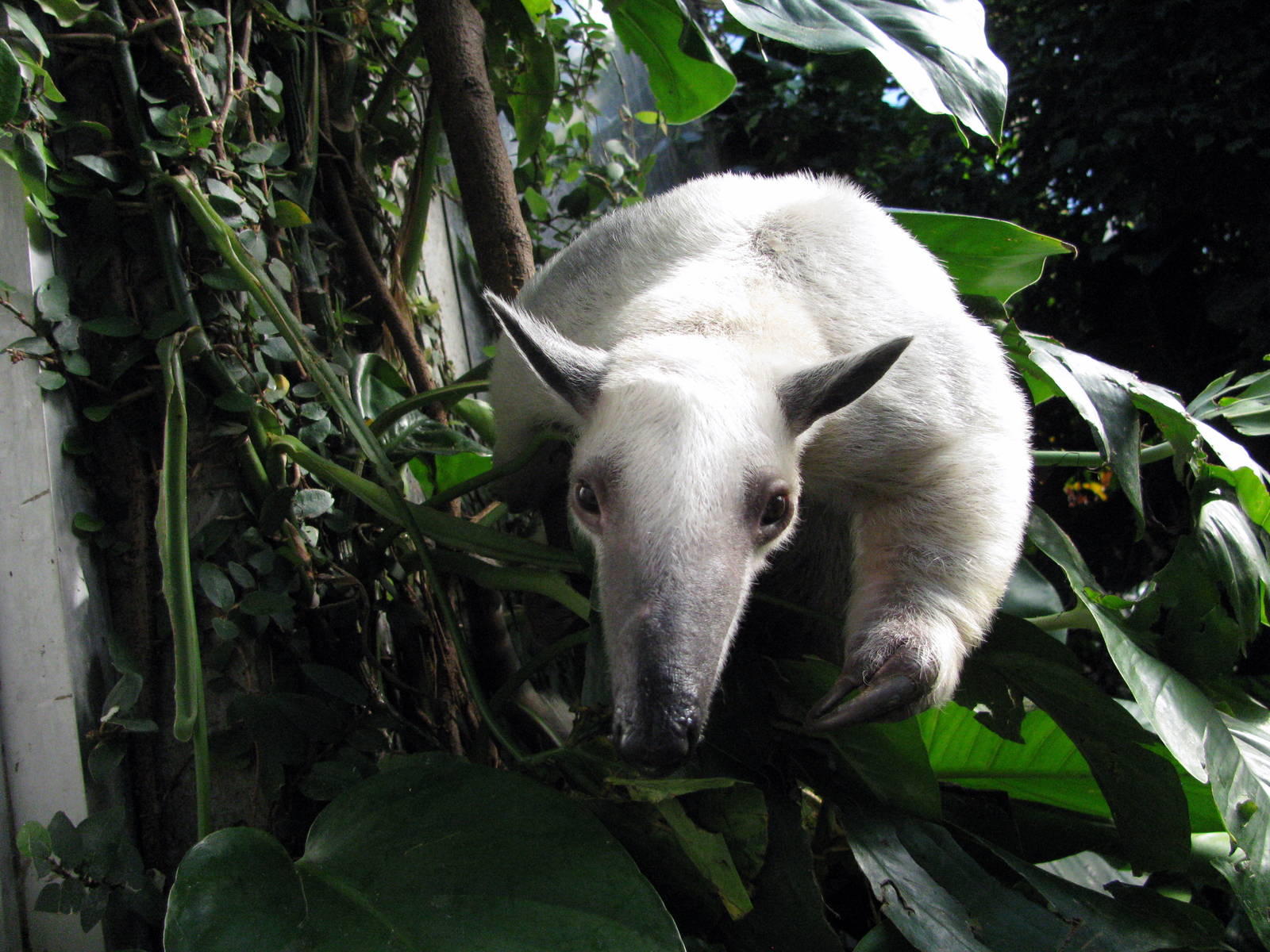 Tropical Rainforest-Tamandua