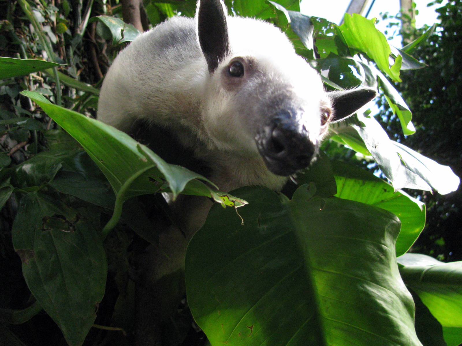 Tropical Rainforest-Tamandua