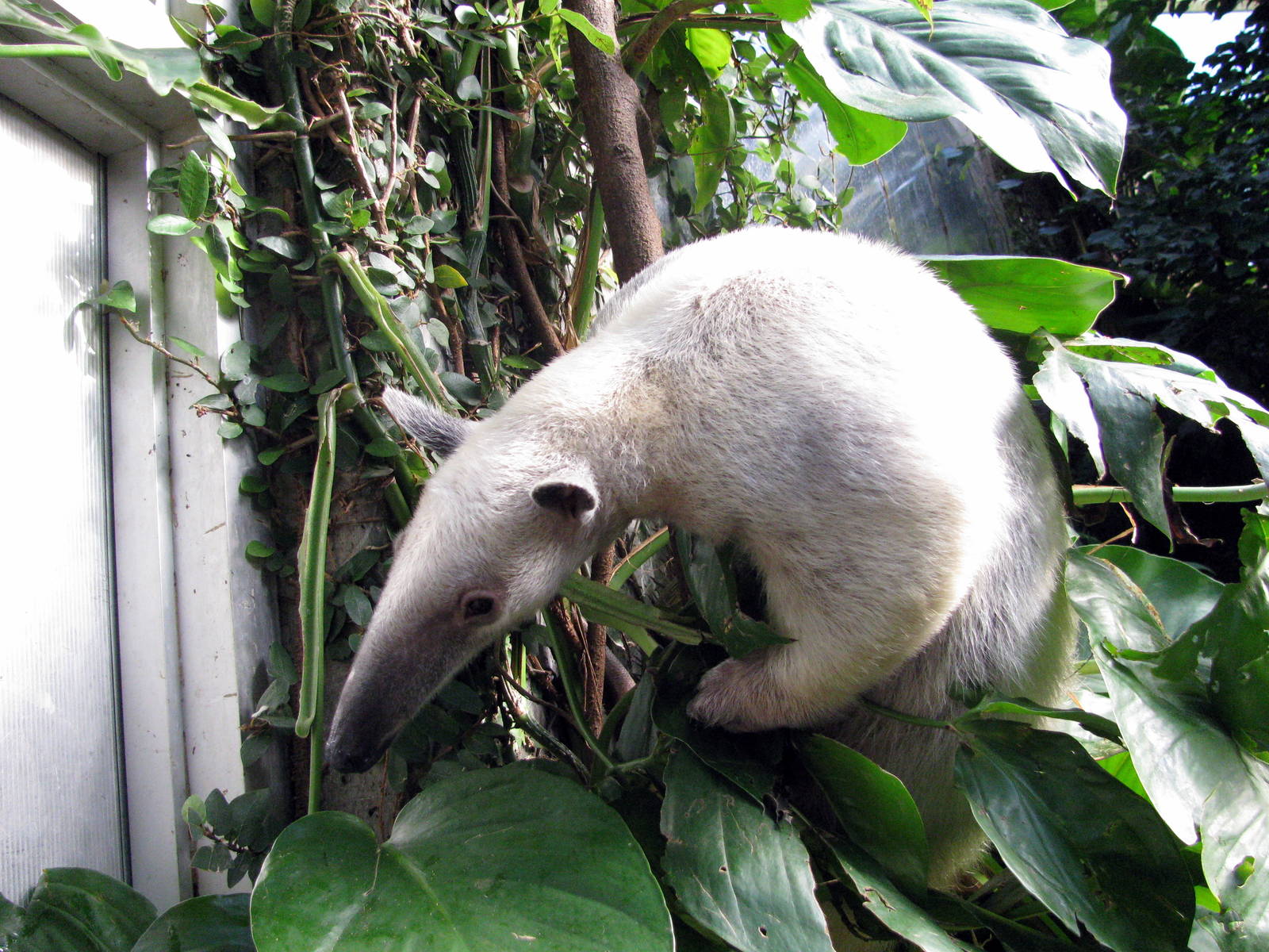 Tropical Rainforest-Tamandua