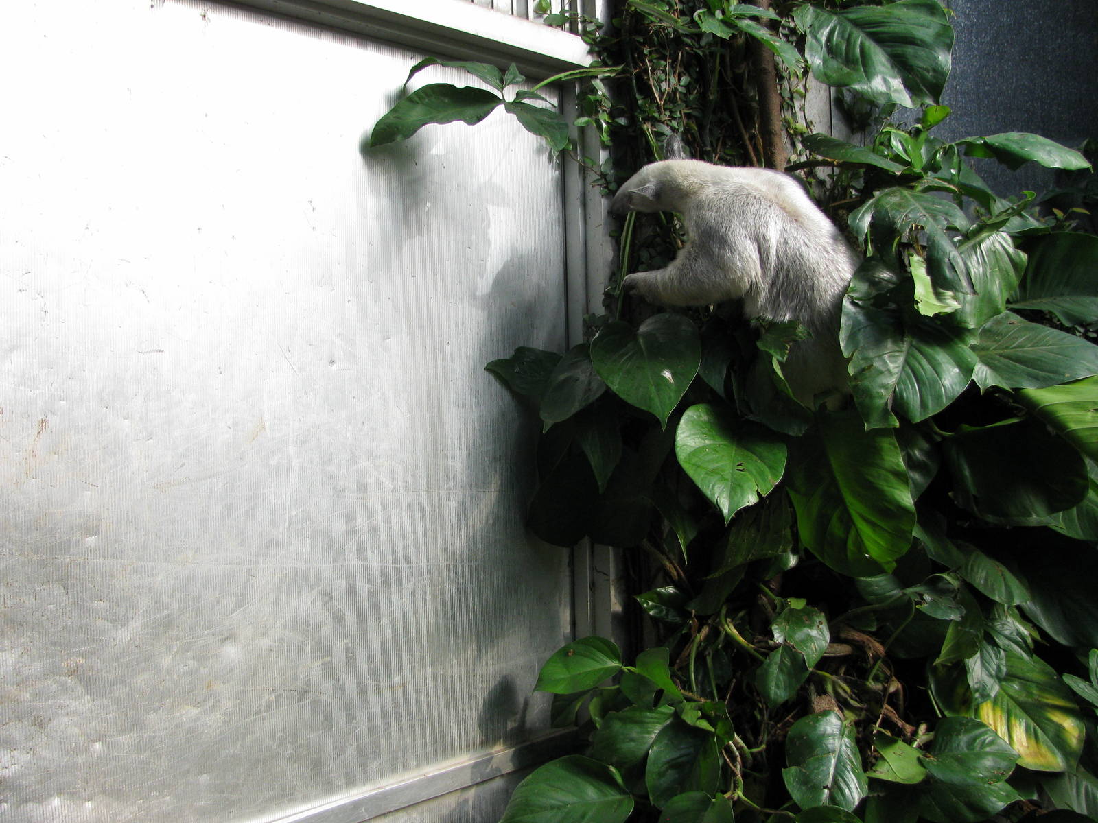 Tropical Rainforest-Tamandua