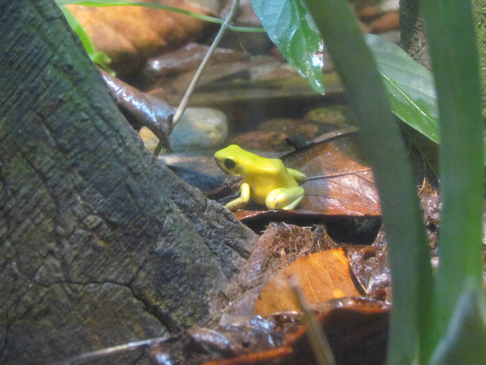 Tropical Rainforest - Terrible Poison Frog