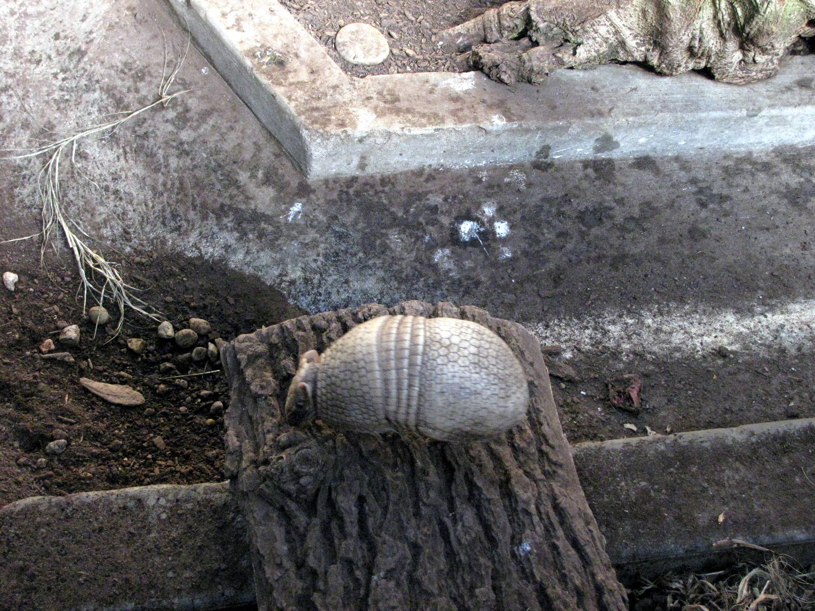 Tropical Rainforest-Three-banded Amadillo