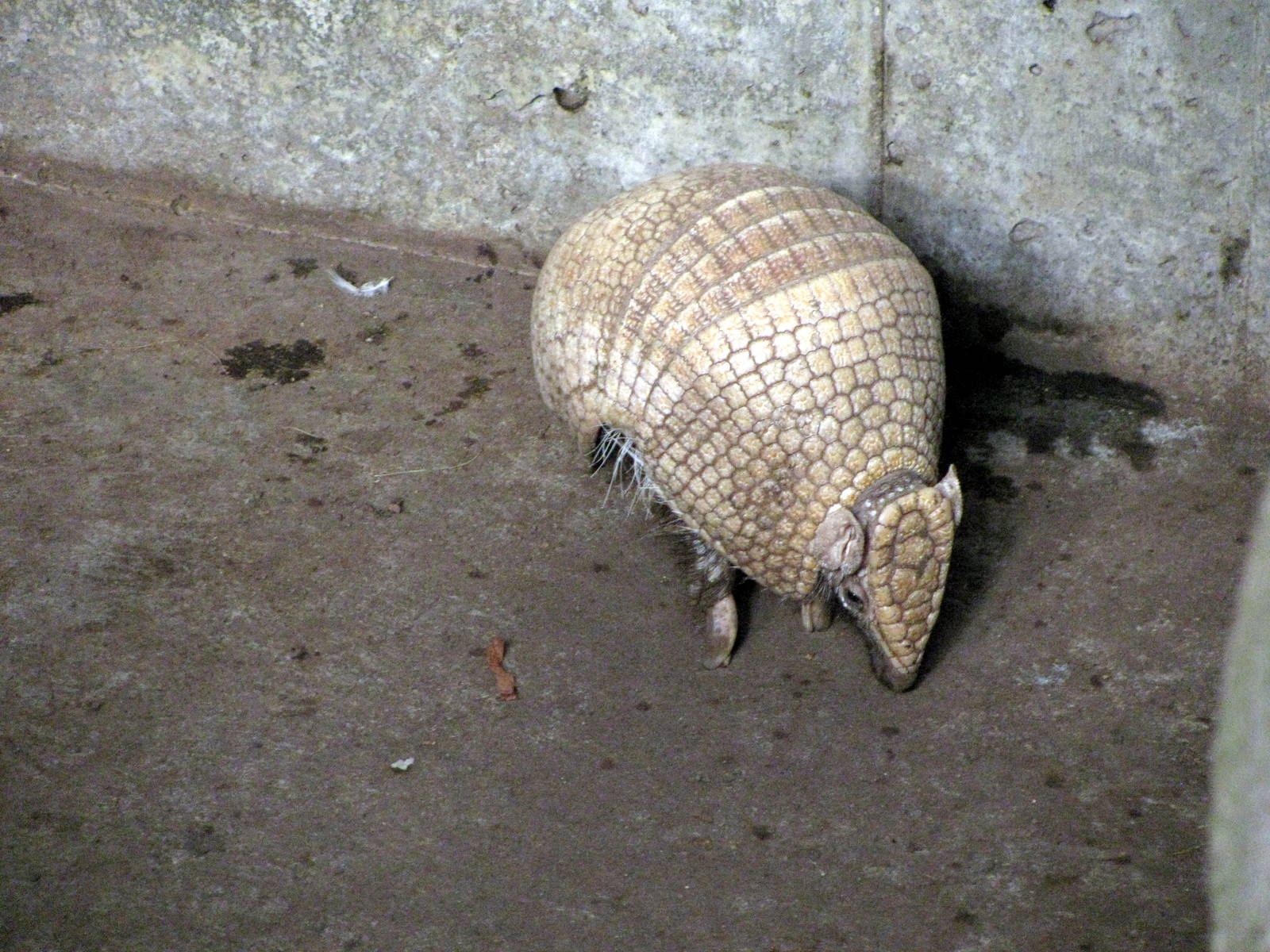 Tropical Rainforest-Three-banded Armadillo