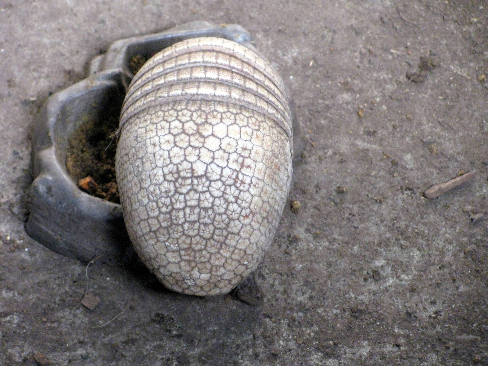 Tropical Rainforest-Three-banded Armadillo