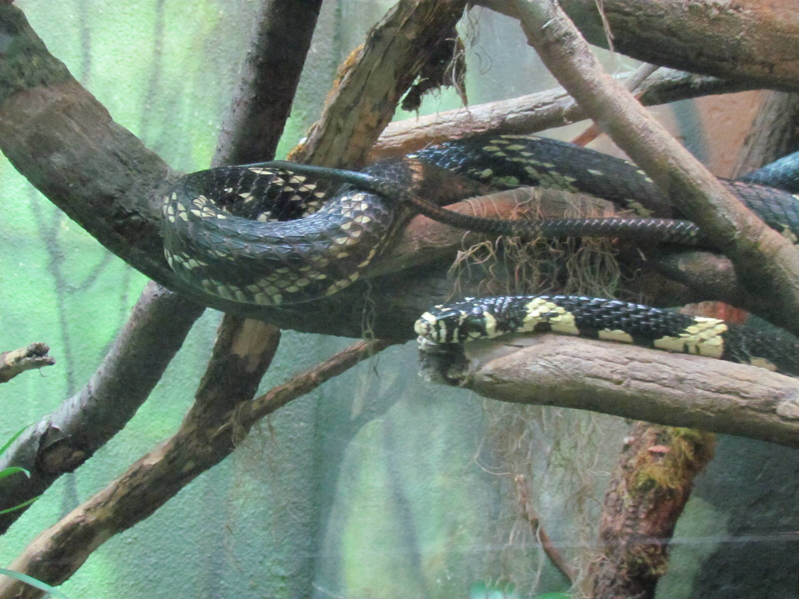 Tropical Rainforest - Tiger Rat Snake