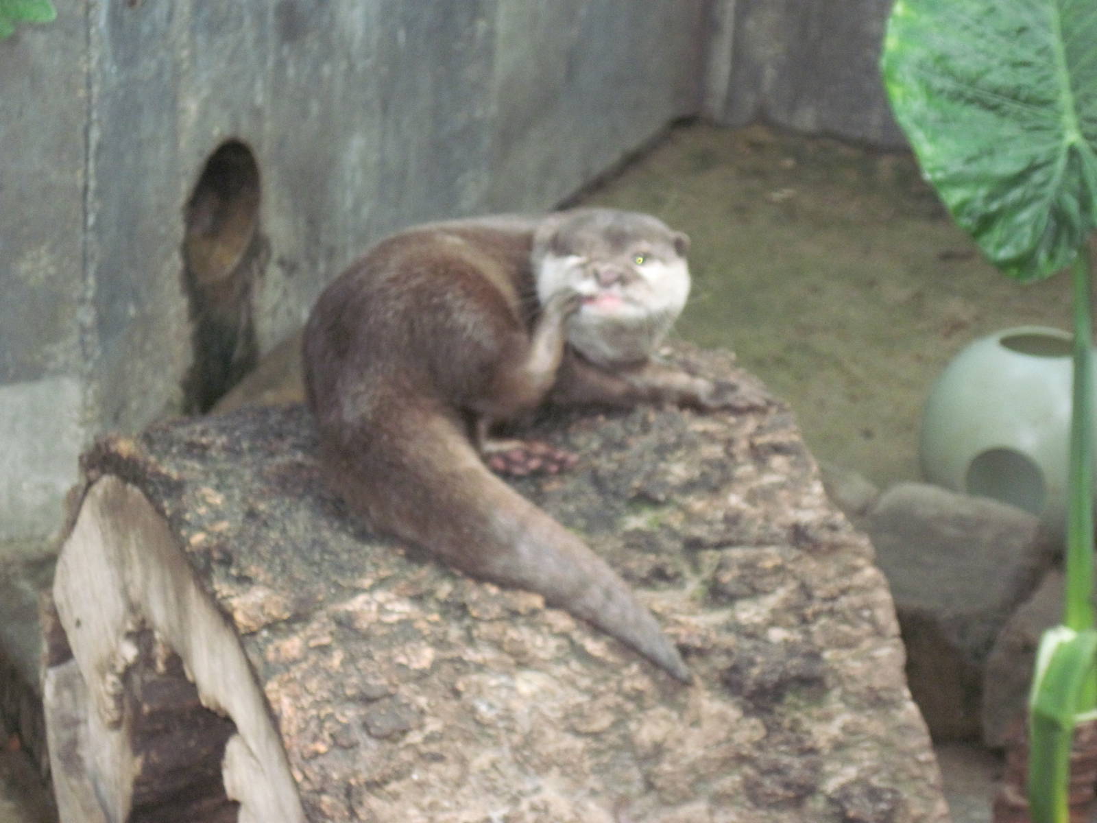 Tropical Rainforest-Tropical Rainforest-Asian Small Clawed Otter