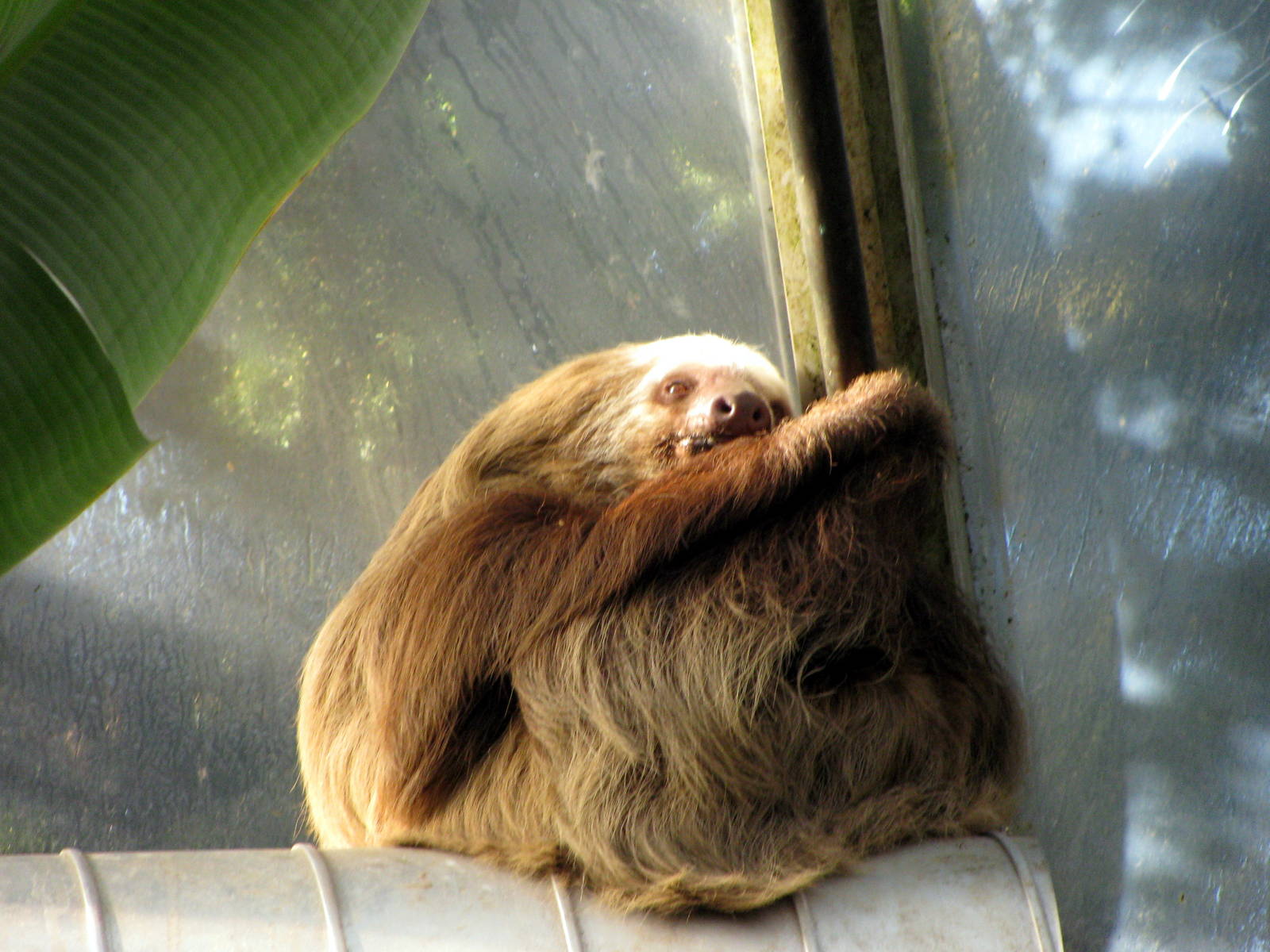 Tropical Rainforest-Two-toed Sloth