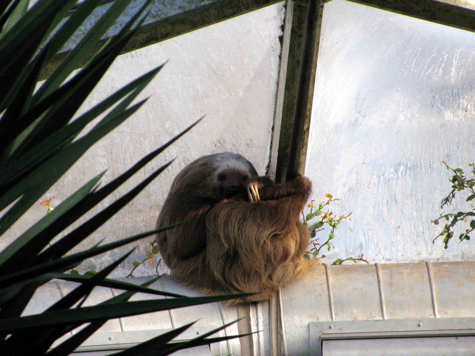 Tropical Rainforest-Two-toed Sloth