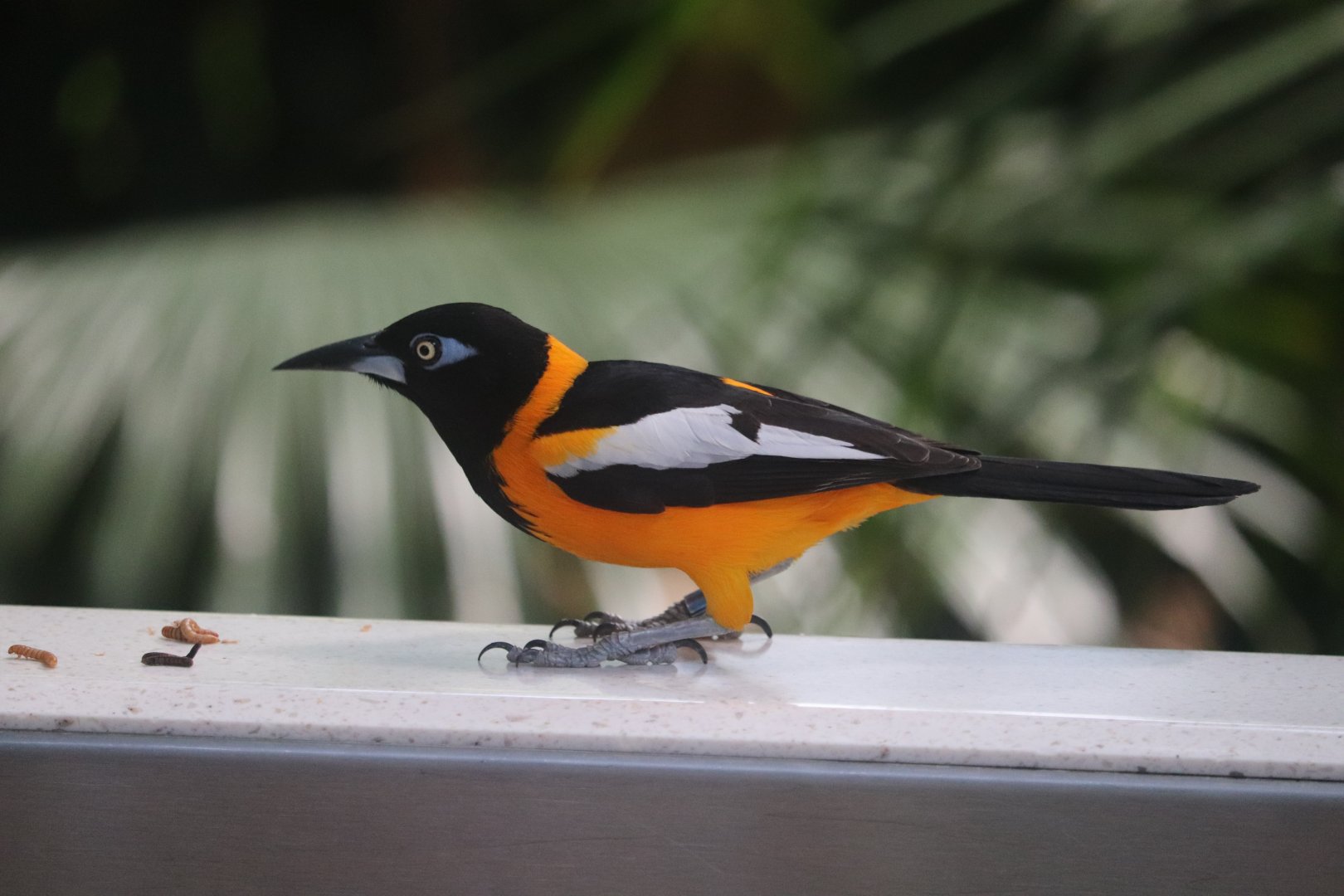 Tropical Rainforest - Venezuelan Troupial