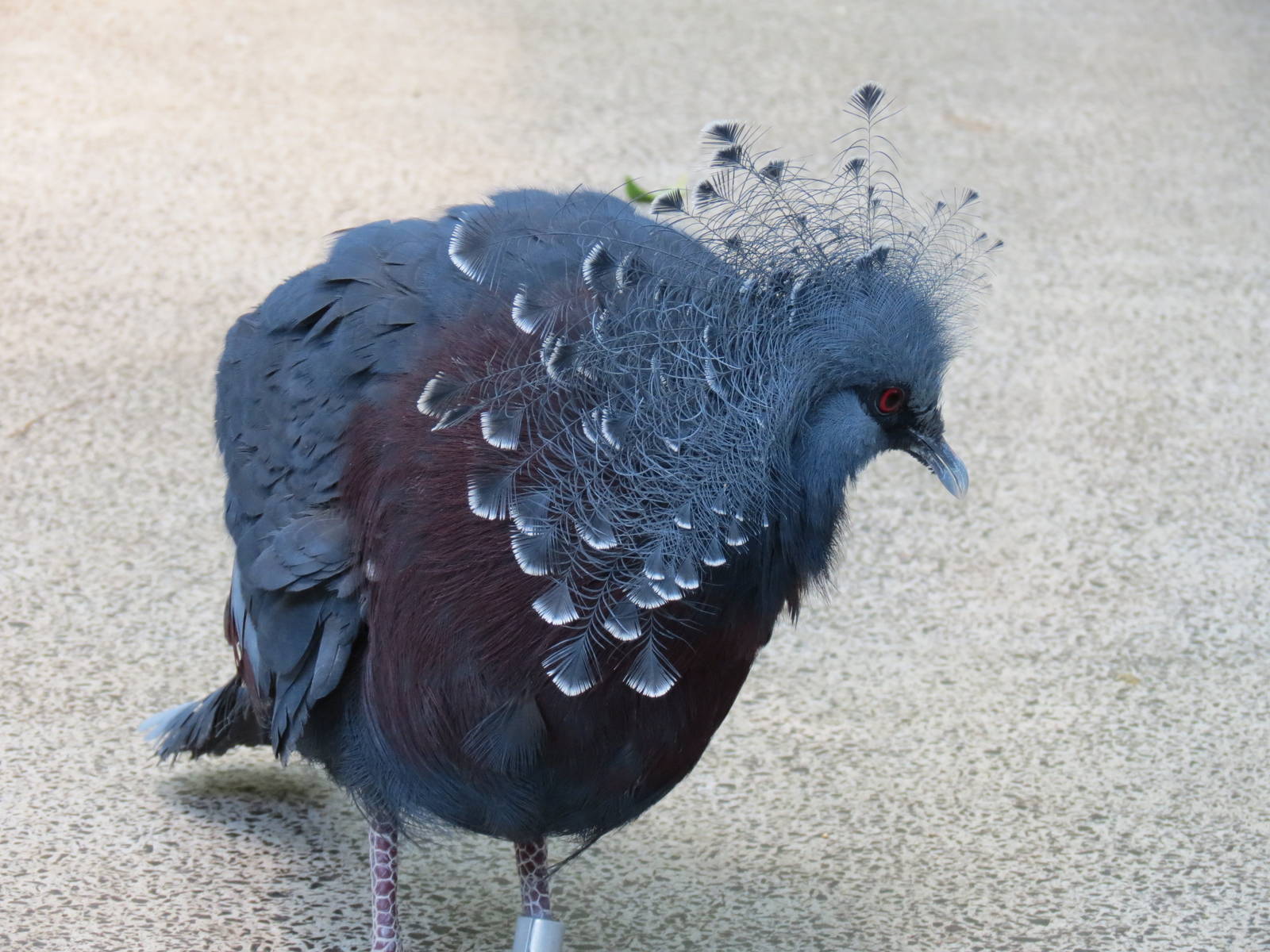 Tropical Rainforest - Victoria Crowned Pigeon