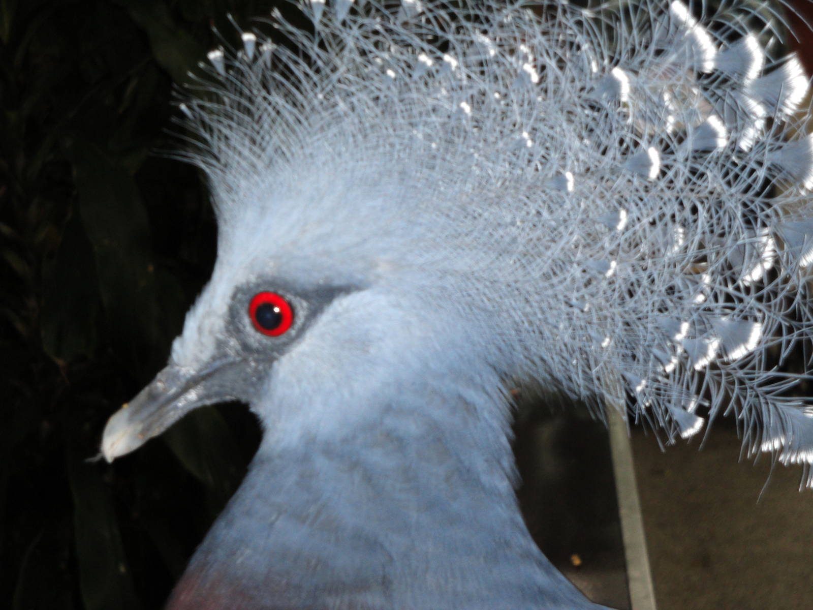 Tropical Rainforest - Victoria Crowned Pigeon
