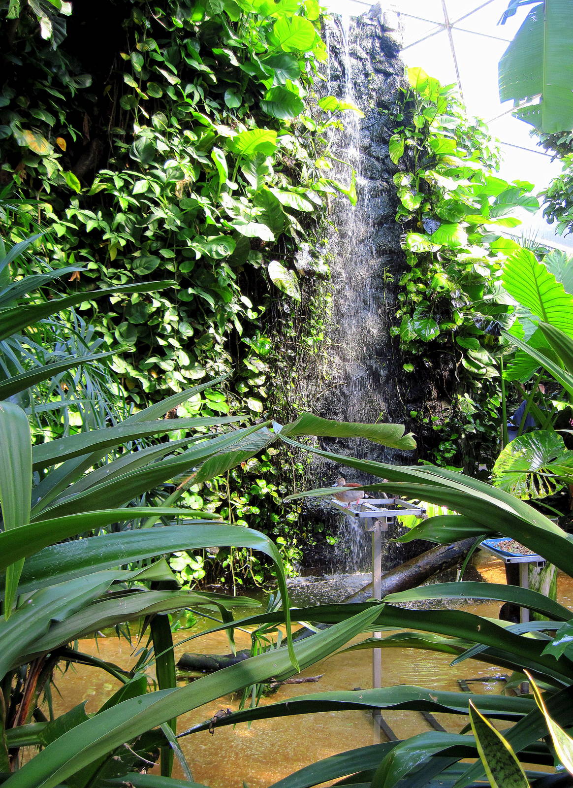 Tropical Rainforest-Waterfall