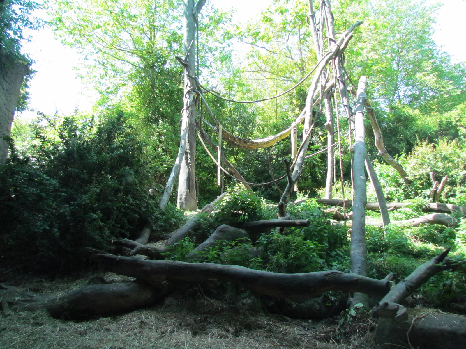 Tropical Rainforest - Western Lowland Gorilla Exhibit