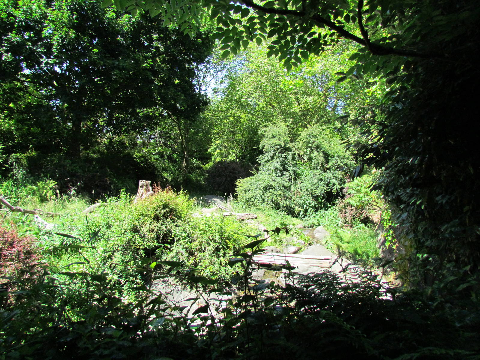 Tropical Rainforest - Western Lowland Gorilla Exhibit