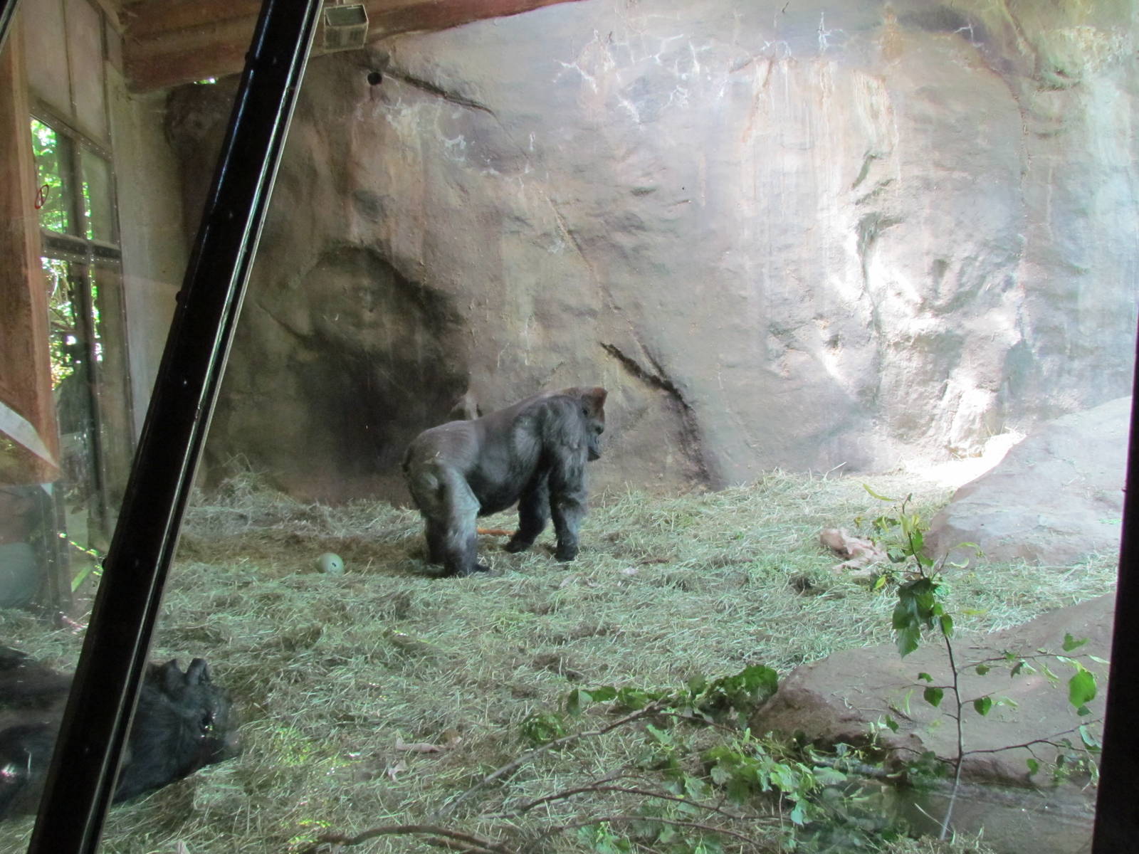 Tropical Rainforest - Western Lowland Gorilla Exhibit