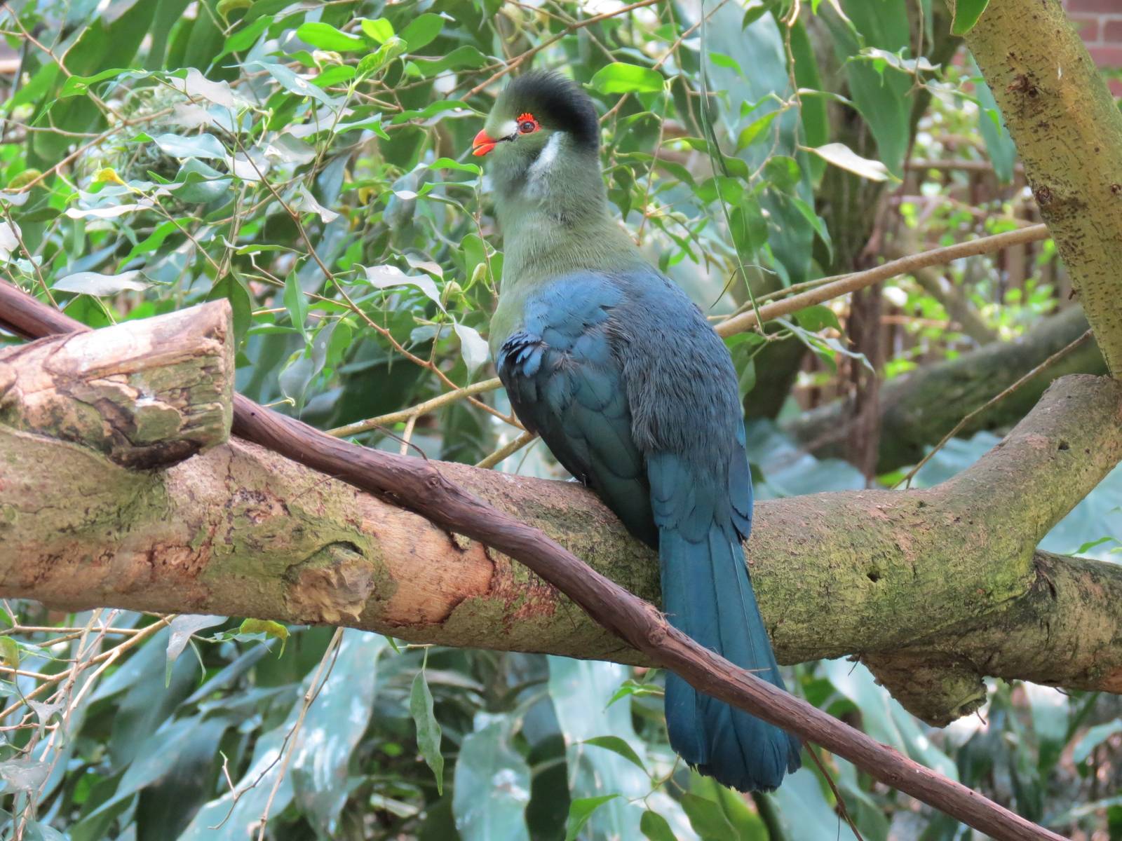 Tropical Rainforest - White-cheeked Turaco