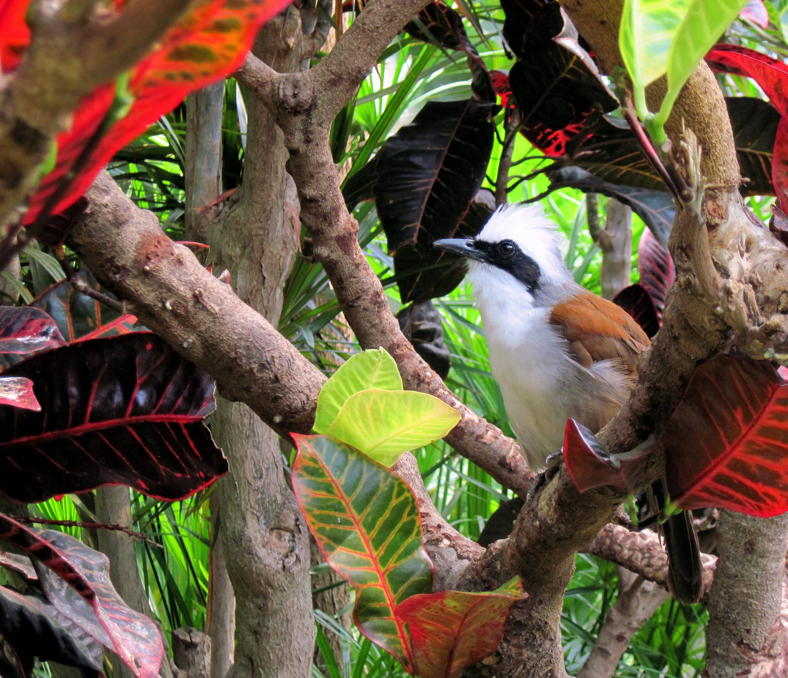 Tropical Rainforest-White-crested Laughing Thrush