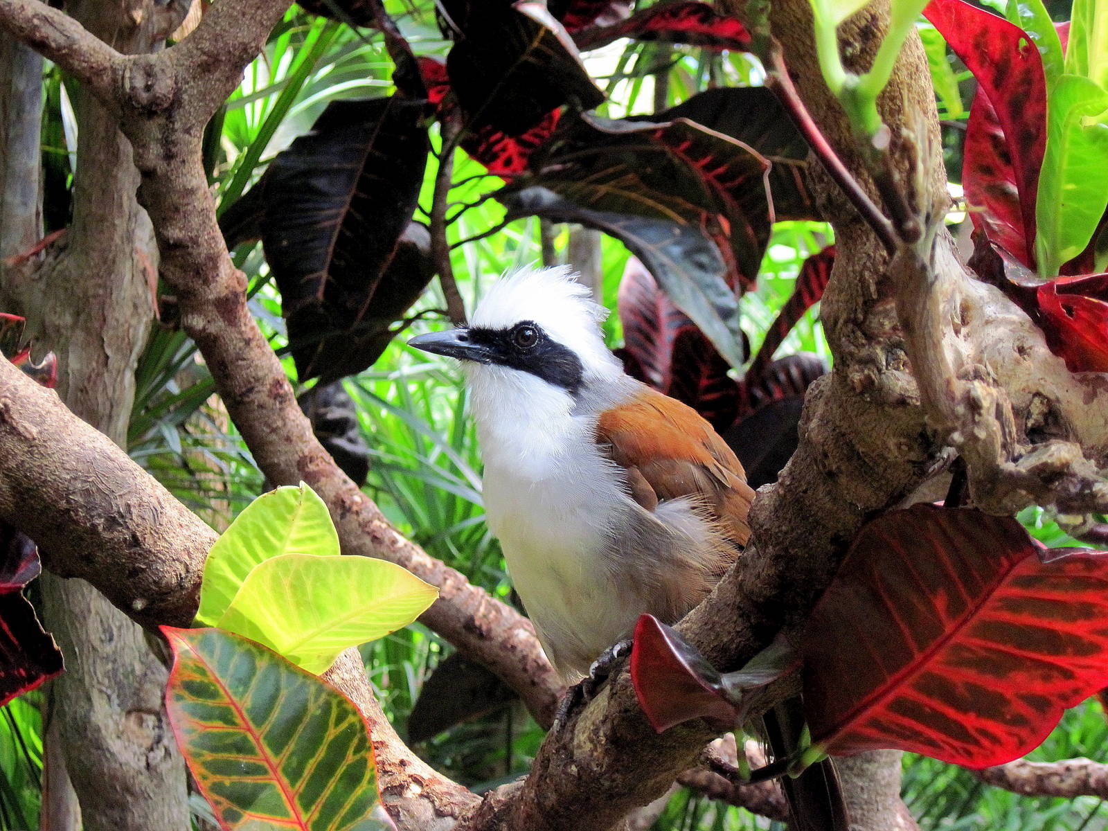 Tropical Rainforest-White-crested Laughing Thrush