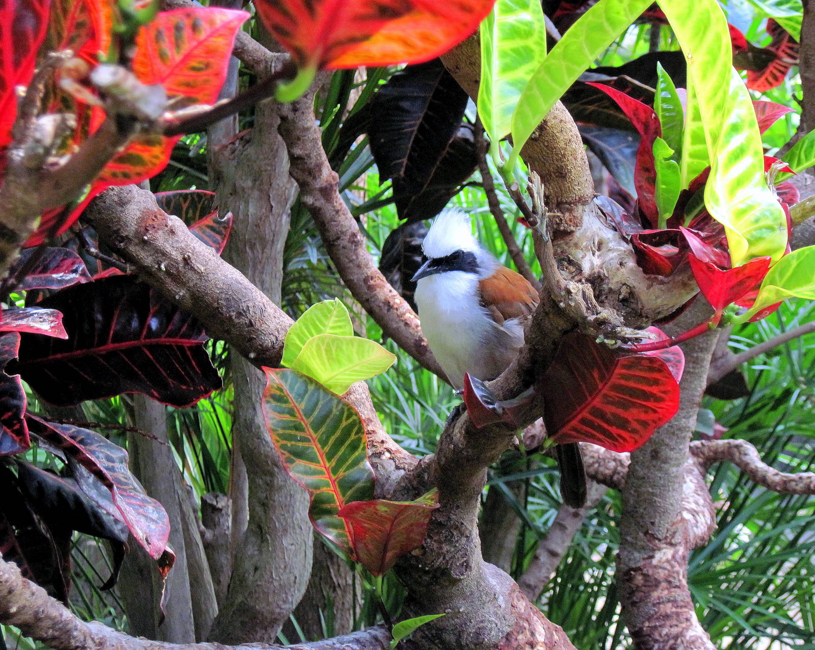 Tropical Rainforest-White-crested Laughing Thrush