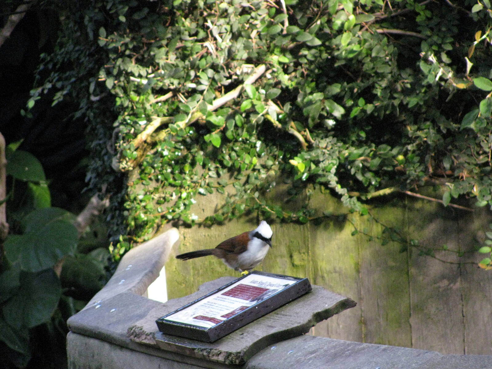 Tropical Rainforest-White-crested Laughing Thrush