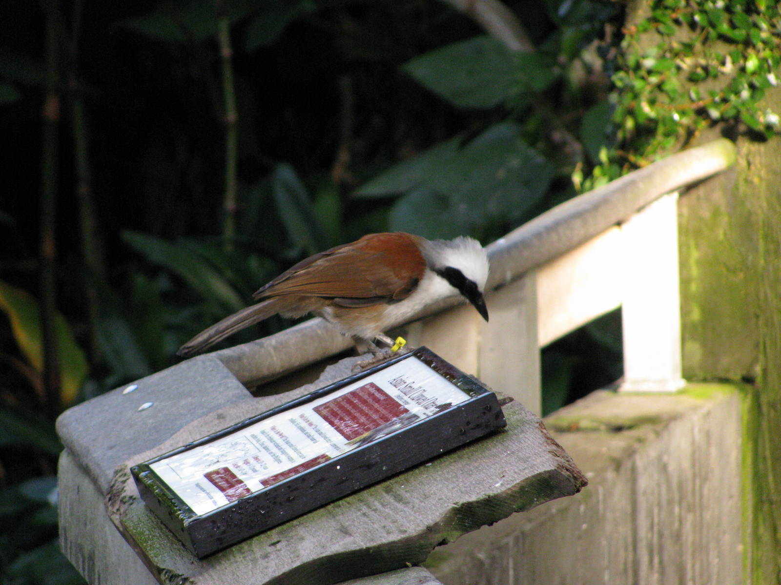 Tropical Rainforest-White-crested Laughing Thrush