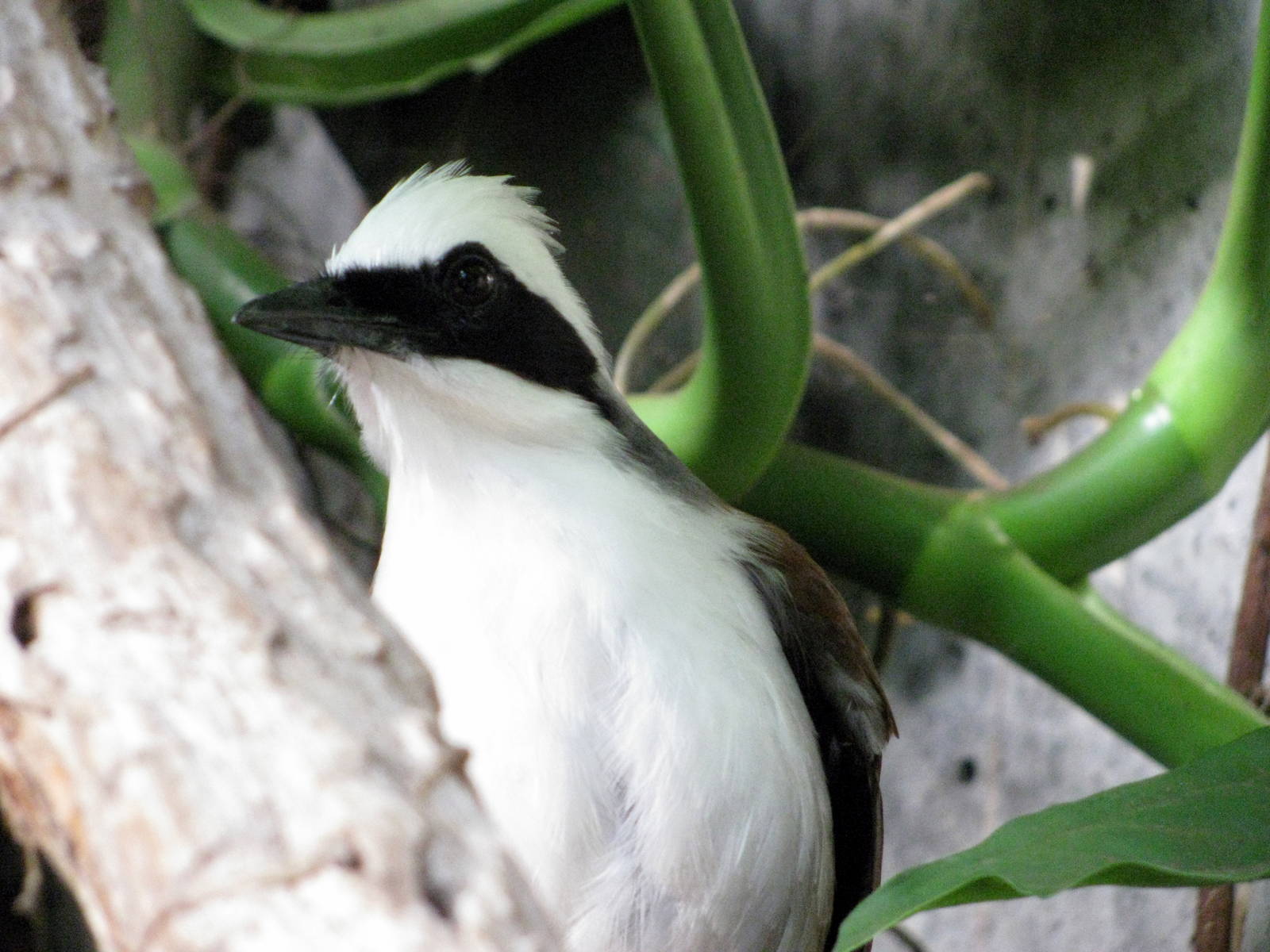 Tropical Rainforest-White-crested Laughing Thrush