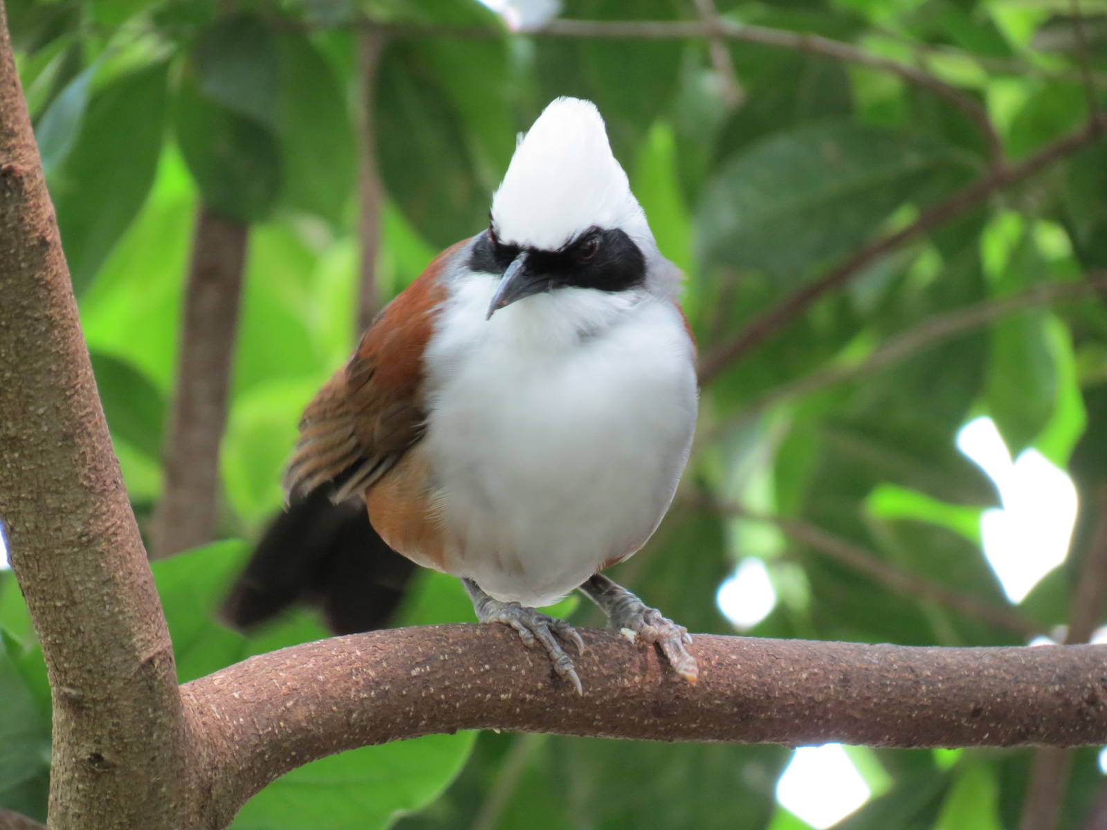 Tropical Rainforest - White-crested Laughing Thrush