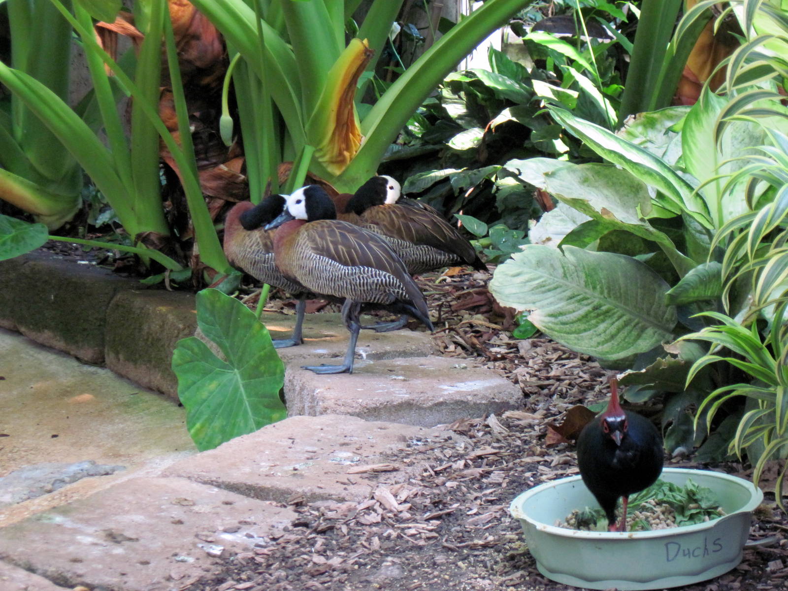 Tropical Rainforest-White-faced Whistling Duck and Crested Wood Partridge