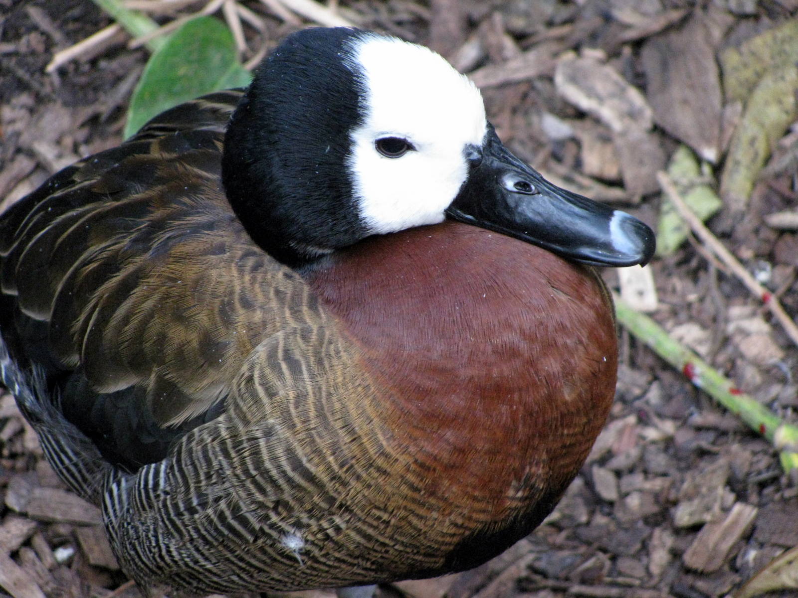 Tropical Rainforest-White-faced Whistling Duck