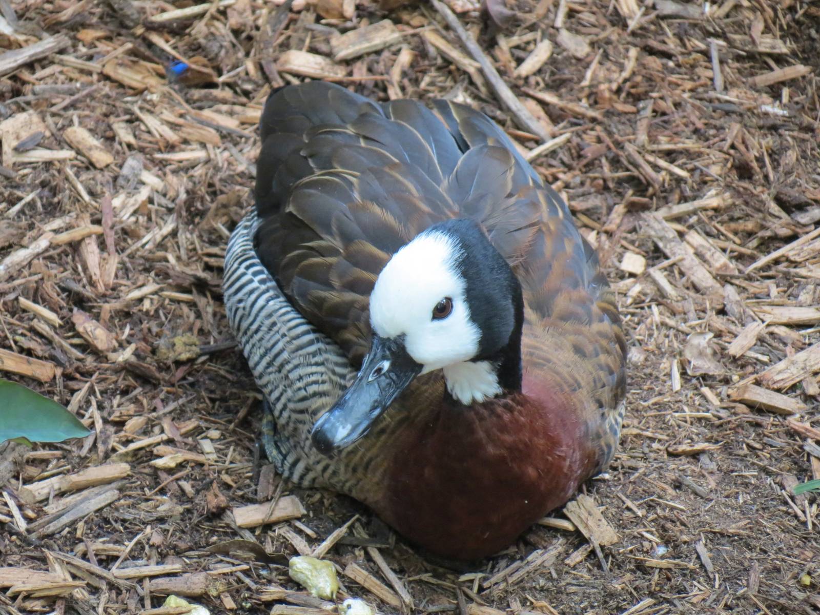 Tropical Rainforest - White-faced Whistling Duck