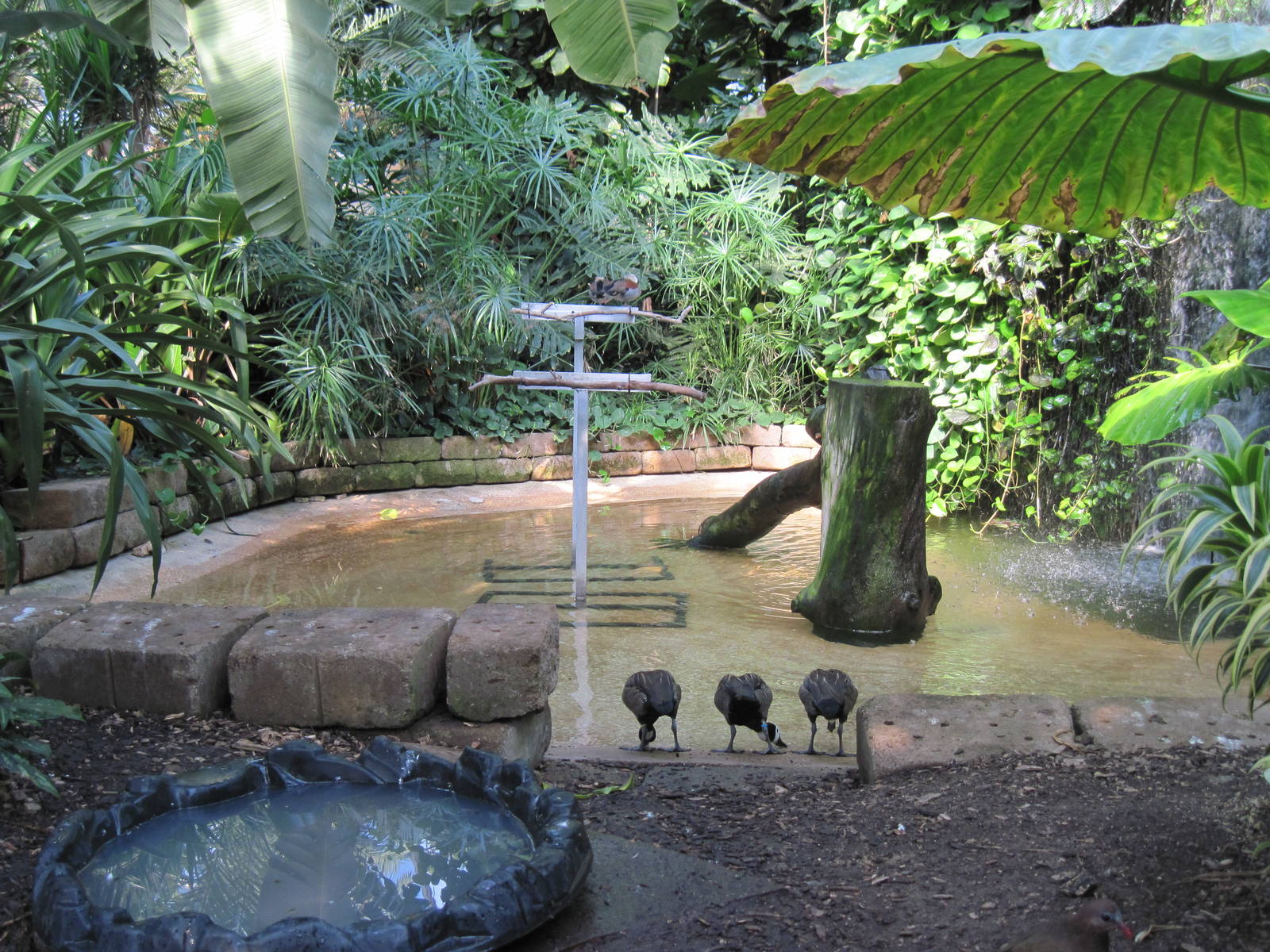 Tropical Rainforest-White Faced Whistling Ducks