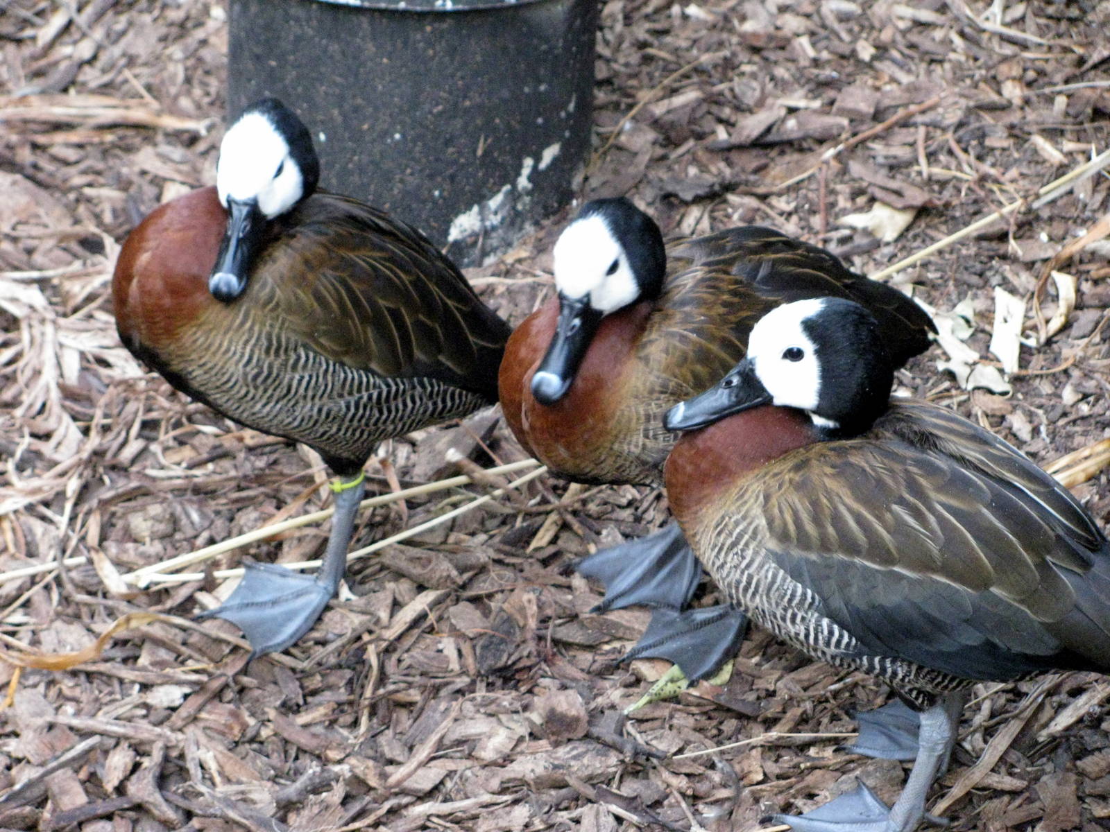 Tropical Rainforest-White-faced Whistling Ducks
