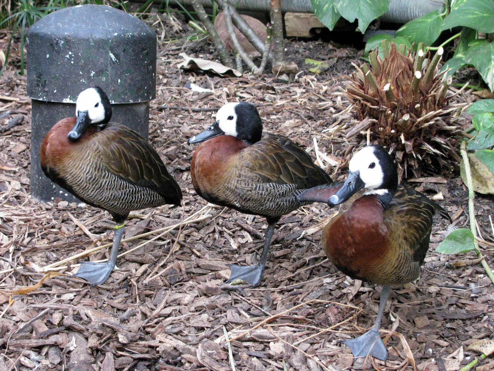 Tropical Rainforest-White-faced Whistling Ducks