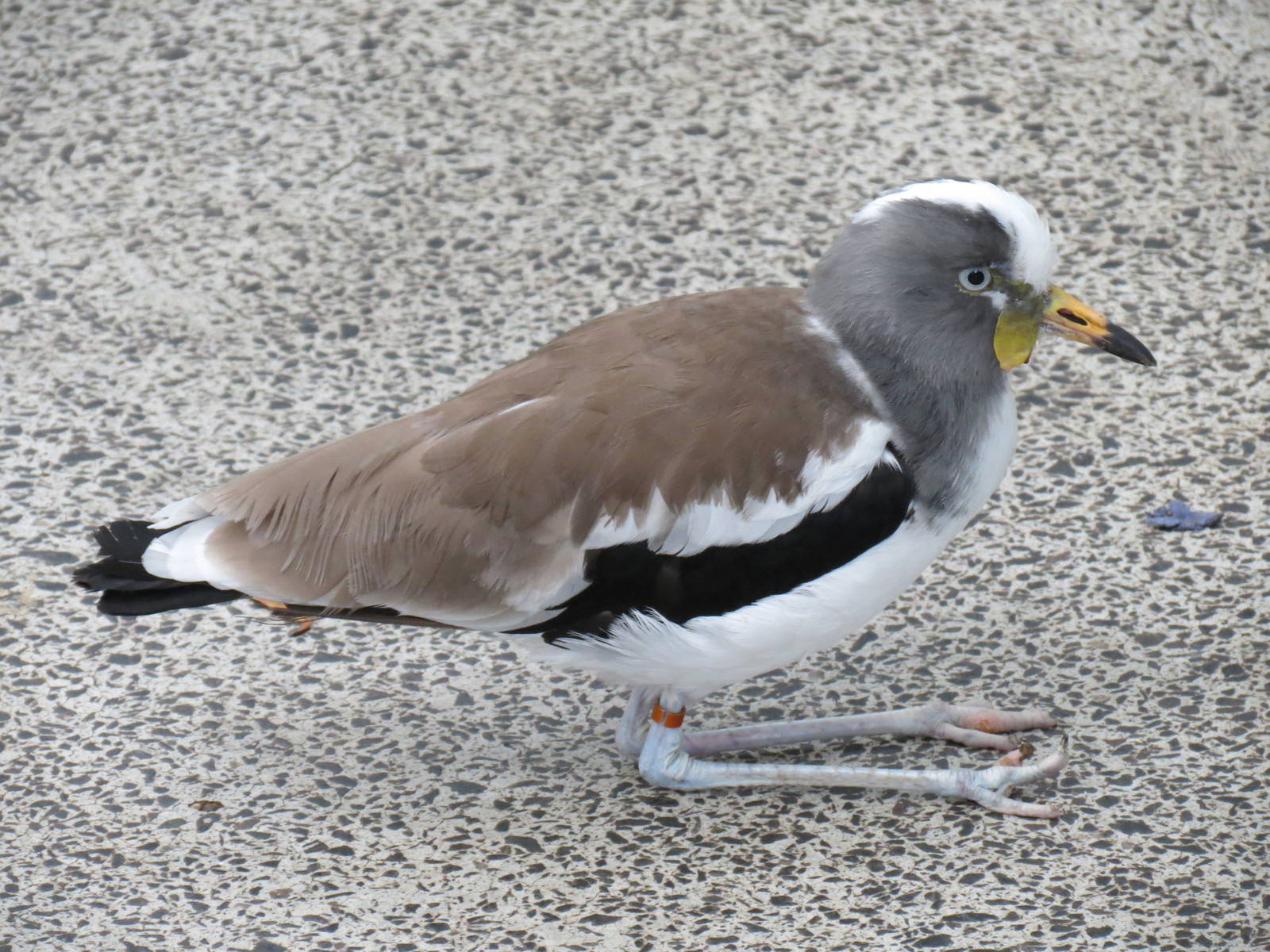 Tropical Rainforest - White-headed Lapwing