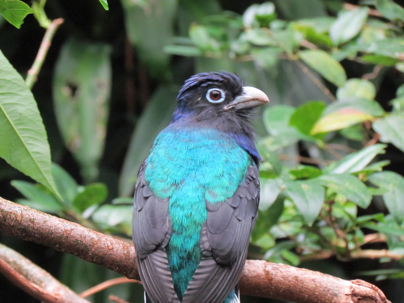 Tropical Rainforest - White-tailed Trogon
