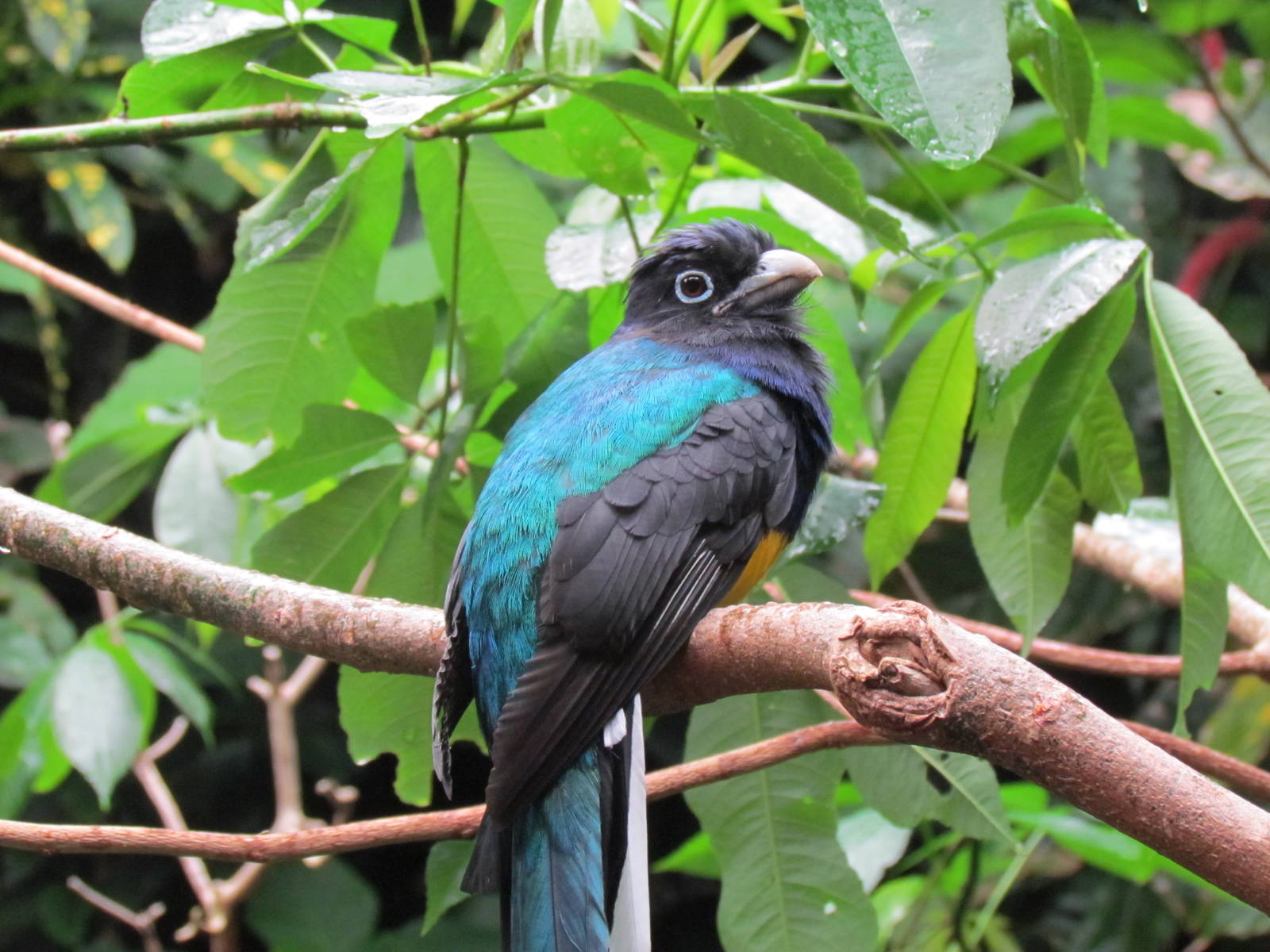 Tropical Rainforest - White-tailed Trogon