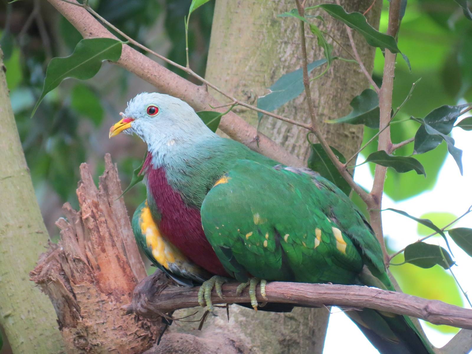 Tropical Rainforest - Wompoo Fruit Dove