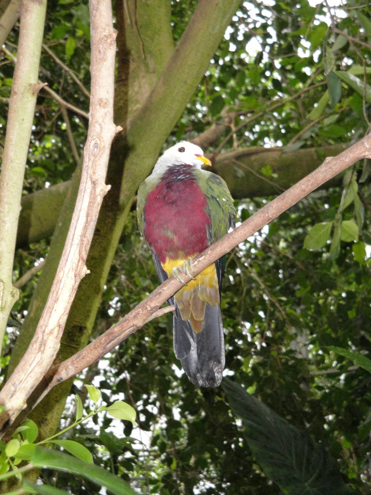 Tropical Rainforest - Wompoo Fruit Dove