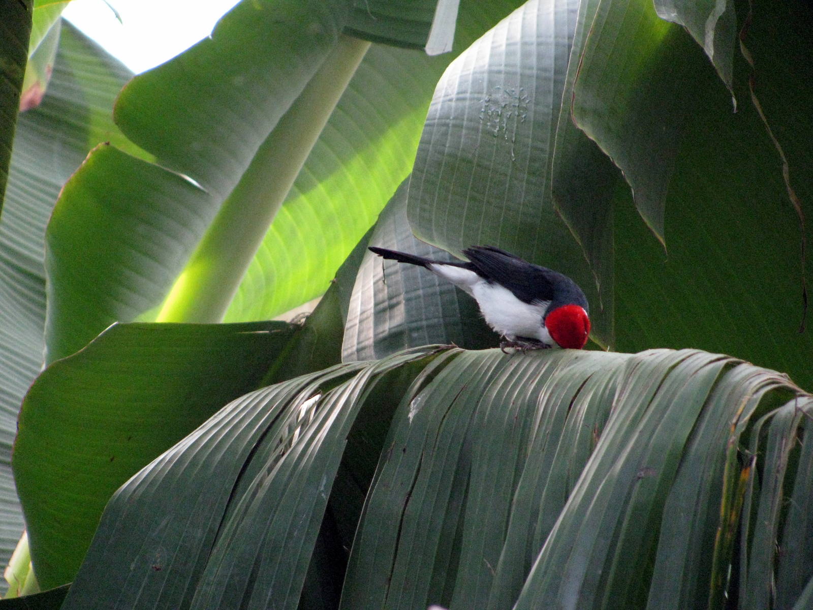 Tropical Rainforest-Yellow-billed Cardinal